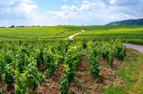 Groene Grand Cru Premier Cru Wijngaarden Met Rijen Pinot Noir — Stockfoto