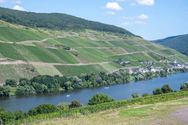 Panoramic View Hilly Vineyards White Riesling Grapes Mosel River Valley — Stock Photo, Image