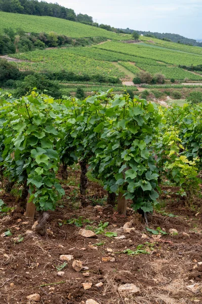 Cote Nuits Deki Pinot Noir Üzüm Bitkileriyle Birlikte Yeşil Büyük — Stok fotoğraf