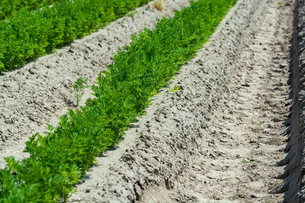 Agricultura Netherlads Campos Arenito Agrícola Com Plantas Crescentes Legumes Jovens — Fotografia de Stock