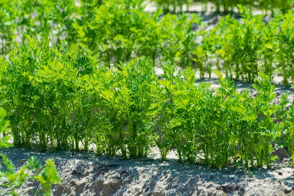 Agricultura Netherlads Campos Arenito Agrícola Com Plantas Crescentes Legumes Jovens — Fotografia de Stock