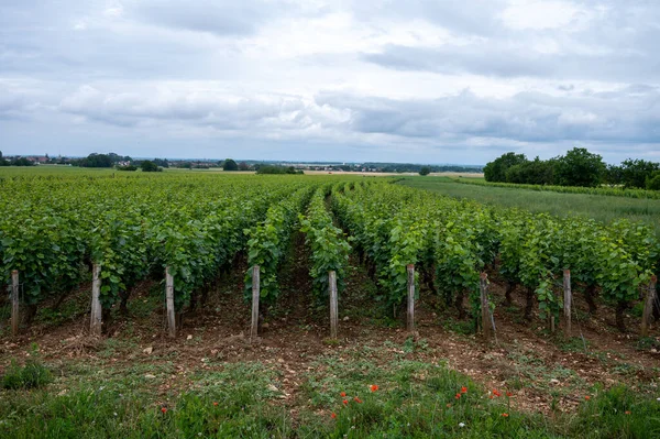 Grão Cru Verde Vinhedos Cru Premier Com Fileiras Plantas Uvas — Fotografia de Stock