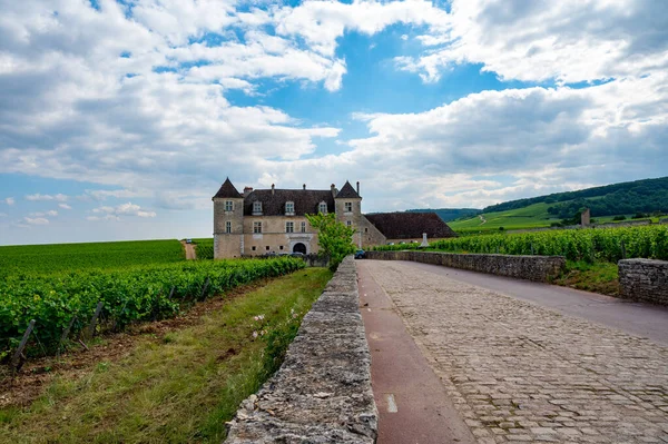 Yeşil Duvarlı Grand Cru Fransa Nın Burgundy Bölgesinde Kırmızı Beyaz — Stok fotoğraf