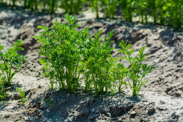 Agricultura Netherlads Campos Arenito Agrícola Com Plantas Crescentes Legumes Jovens — Fotografia de Stock