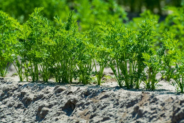 Hollanda Tarım Taze Havuç Yetiştiren Taze Havuç Bitkilerinin Olduğu Kumlu — Stok fotoğraf