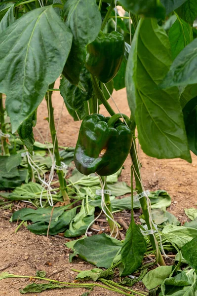 Filas Pimientos Verdes Plantas Pimentón Pequeño Invernadero Francés Provenza Francia — Foto de Stock