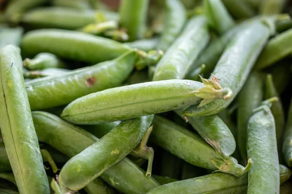 緑の庭の新しい収穫は フランスのプロヴァンスの毎週市場でエンドウ豆をスナップクローズアップ — ストック写真