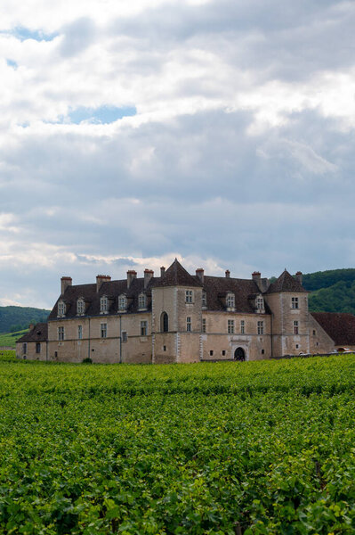 Зеленые гран-кру и первоклассные виноградники кру с рядами винограда пино нуар в Кот-де-Жанейро, производство знаменитого красного и белого вина Бургунди в регионе Бургунди на востоке Франции.