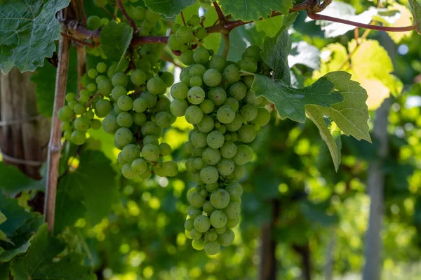 Vignobles Montagneux Avec Mûrissement Raisins Blancs Maturité Dans Vallée Rivière — Photo