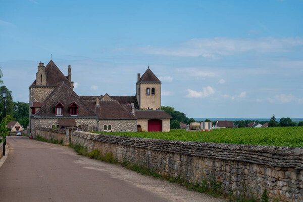 Green walled grand cru and premier cru vineyards with rooms of pinot noir grapes in Cote de nuits, making of famous red and white Burgundy wine in Burgundy region of eastern France.