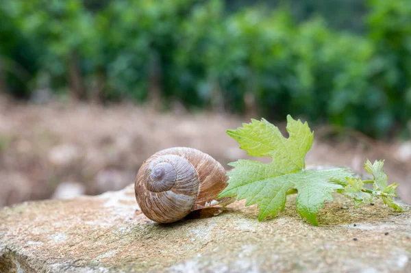 フランス料理 フランスのブルグニュのブドウ畑で栽培されている大きなおいしい食用の土地カタツムリのエスカルゴを閉じる — ストック写真