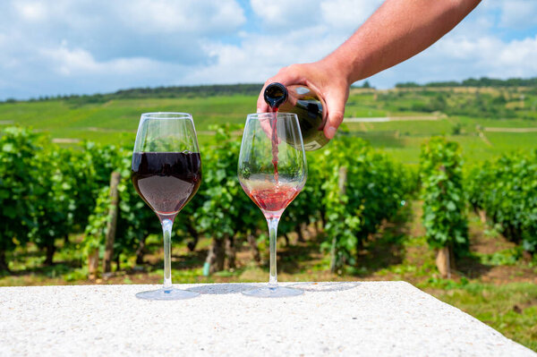 Сомелье или официант наливает бордовое красное вино из виноградников Grand Cru pinot noir, бокал вина и вид на зеленые виноградники в Бургундии Кот-де-Нуитс винный регион, Франция летом