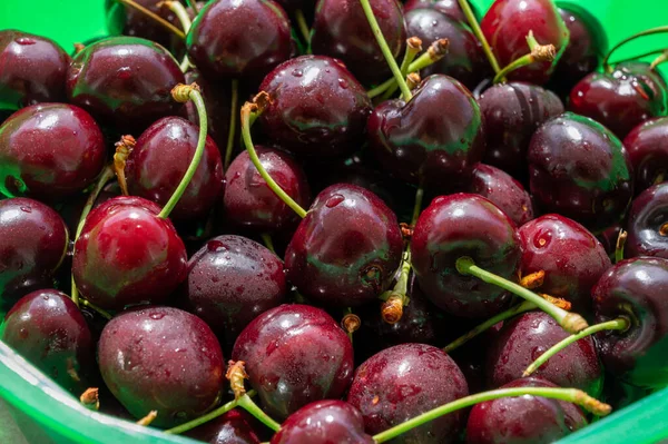 Nuovo Raccolto Ciliegia Rossa Matura Fresca Provenza Francia Close — Foto Stock