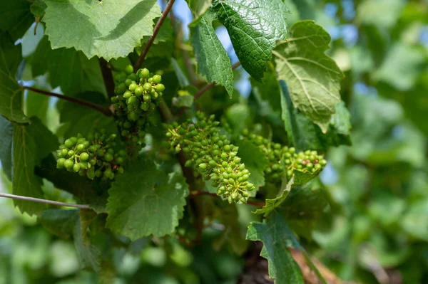 Young Green Grapes Grand Cru Premier Cru Vineyards Rows Pinot — Stock Photo, Image