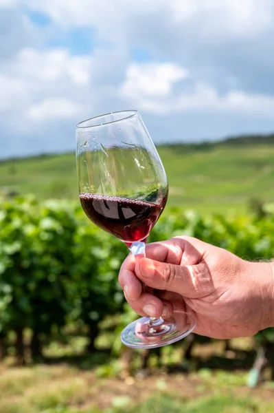 Tasting of burgundy red wine from grand cru pinot noir  vineyards, hand holdng glass of wine and view on green vineyards in Burgundy Cote de Nuits wine region, France in summer