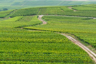 Montagne de Reims 'deki ünlü şampanyaların yeşil Pinot Noir Grand Cru üzüm bağlarının manzarası Verzenay yakınlarında şampanya, Fransa' da şarap yapımı