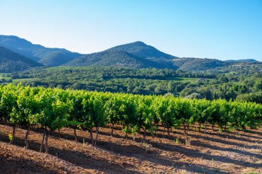 Güney Fransa 'nın Provence-Alpes-Cote d' Azur bölgesinde şarap üretimi var, Temmuz ayında Saint-Tropez kasabası yakınlarında yeşil üzüm bağları, Cotes de Provence şarabı.