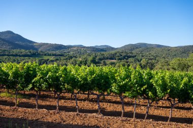 Güney Fransa 'nın Provence-Alpes-Cote d' Azur bölgesinde şarap üretimi var, Temmuz ayında Saint-Tropez kasabası yakınlarında yeşil üzüm bağları, Cotes de Provence şarabı.