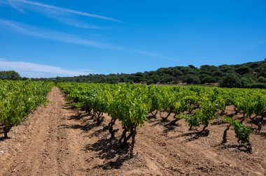 Güney Fransa 'nın Provence-Alpes-Cote d' Azur bölgesinde bulunan Var şubesindeki şarap imalatı, Temmuz ayında Saint-Tropez kasabası yakınlarındaki üzüm bağları, Cotes de Provence şarabı.