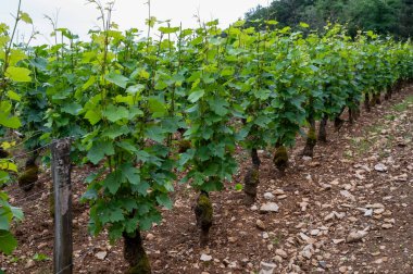 Green grand cru and premier cru vineyards with rows of pinot noir grapes plants in Cote de nuits, making of famous red and white Burgundy wine in Burgundy region of eastern France. clipart