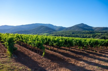 Güney Fransa 'nın Provence-Alpes-Cote d' Azur bölgesinde şarap üretimi var, Temmuz ayında Saint-Tropez kasabası yakınlarında yeşil üzüm bağları, Cotes de Provence şarabı.