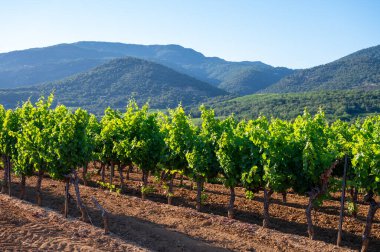 Güney Fransa 'nın Provence-Alpes-Cote d' Azur bölgesinde şarap üretimi var, Temmuz ayında Saint-Tropez kasabası yakınlarında yeşil üzüm bağları, Cotes de Provence şarabı.