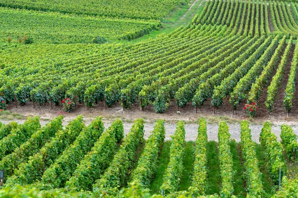 Θέα Στο Πράσινο Pinot Noir Grand Cru Αμπελώνες Των Διάσημων — Φωτογραφία Αρχείου