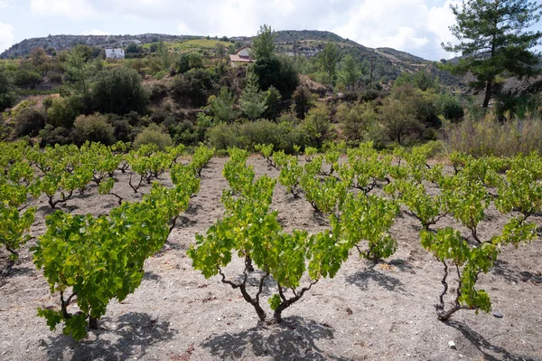 Wijn Industrie Cyprus Eiland Uitzicht Cypriotische Wijngaarden Met Groeiende Druiven — Stockfoto