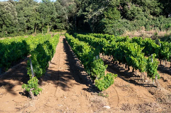 Vinho Departamento Var Região Provence Alpes Cote Azur Sudeste França — Fotografia de Stock