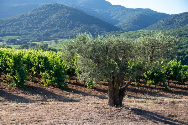 Elaboración Del Vino Departamento Var Provenza Alpes Costa Azul Región — Foto de Stock