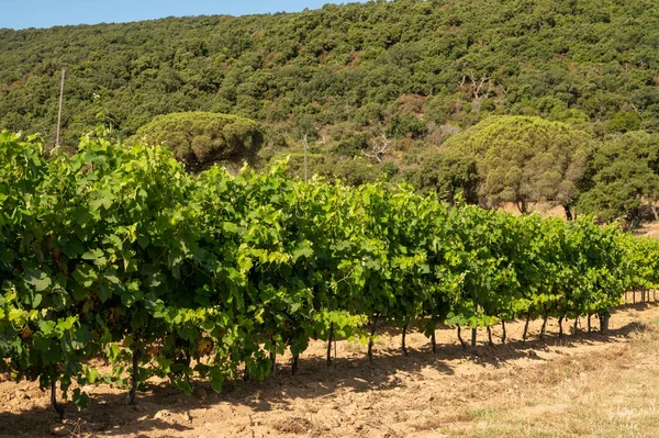 Winemaking Department Var Provence Alpes Cote Azur Region Southeastern France — Stock Photo, Image