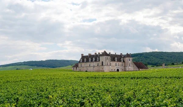 Grande Cru Verde Vigneti Cru Premier Con Filari Pinot Nero — Foto Stock