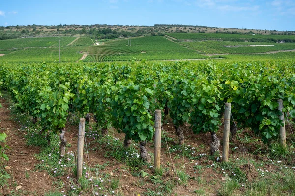 Gröna Grand Cru Och Premier Cru Vingårdar Med Rader Pinot — Stockfoto