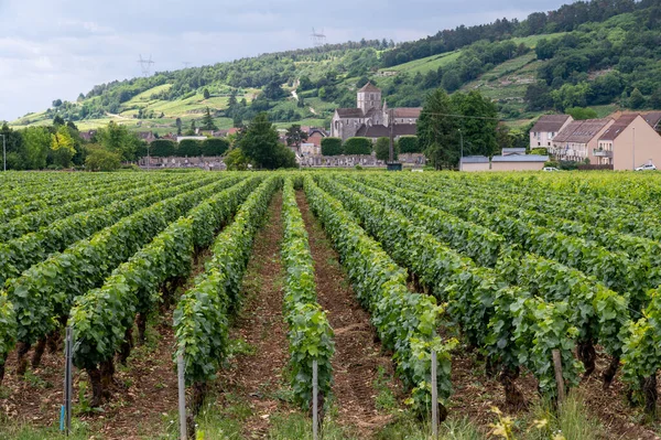 Groene Grand Cru Premier Cru Wijngaarden Met Rijen Pinot Noir — Stockfoto