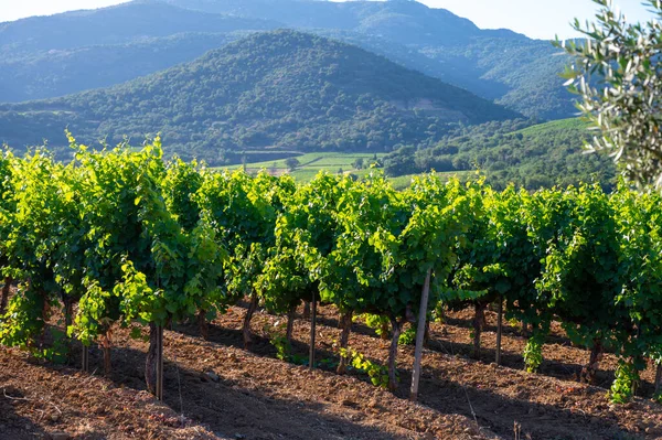 Weinherstellung Département Var Der Region Provence Alpes Cote Azur Südosten — Stockfoto