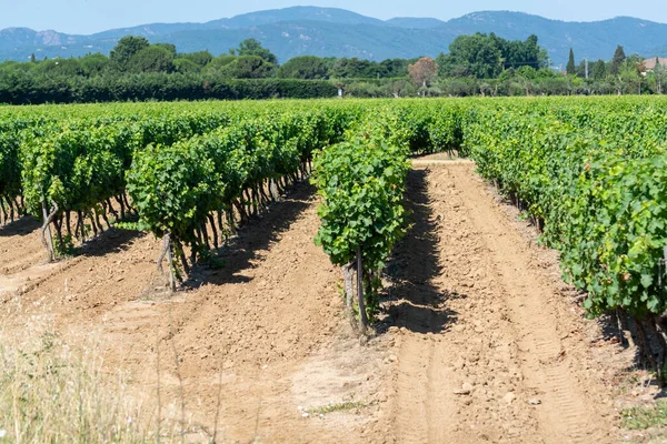 Vinařství Departementu Var Provence Alpes Cote Azur Regionu Jihovýchodní Francie — Stock fotografie