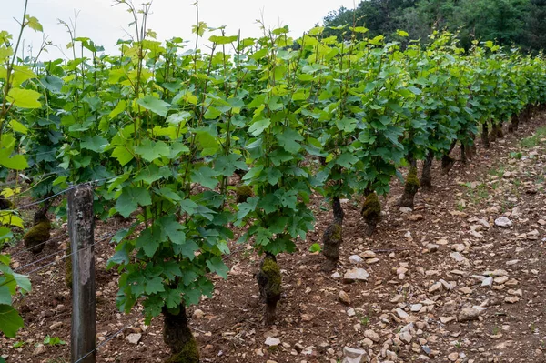 Grão Cru Verde Vinhedos Cru Premier Com Fileiras Plantas Uvas — Fotografia de Stock