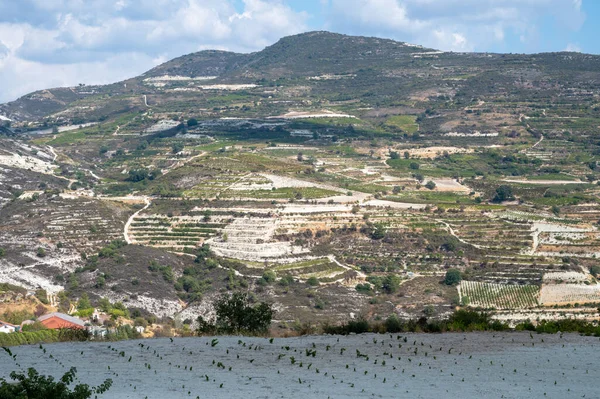 Wine making industry on Cyprus island, view on Cypriot vineyards with growing grape plants on south slopes of Troodos mountain range near Omodos village