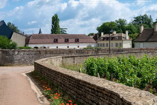 法国东部勃艮第地区著名的红 白勃艮第葡萄酒酿造而成的绿色大杯葡萄酒和首屈一指的葡萄干葡萄园 — 图库照片