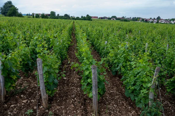 Grão Cru Verde Vinhedos Cru Premier Com Fileiras Plantas Uvas — Fotografia de Stock