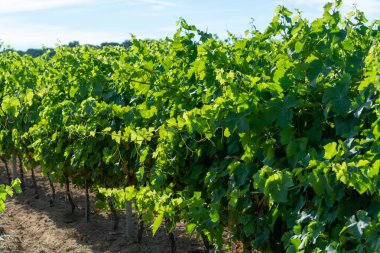 Güney Fransa 'nın Provence-Alpes-Cote d' Azur bölgesinde bulunan Var şubesindeki şarap imalatı, Temmuz ayında Saint-Tropez kasabası yakınlarındaki üzüm bağları, Cotes de Provence şarabı.