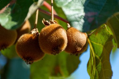 Meyve bahçesinde taze taze kivi meyveleri, güneşli bir günde kivi tarlaları.