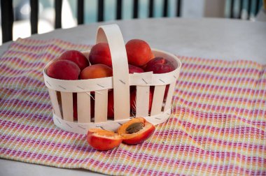 Fransa 'nın Provence şehrinde taze taze olgun kırmızı kayısılar hasat edildi.