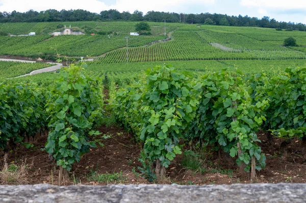 Grande Cru Verde Vigneti Cru Premier Con Filari Pinot Nero — Foto Stock