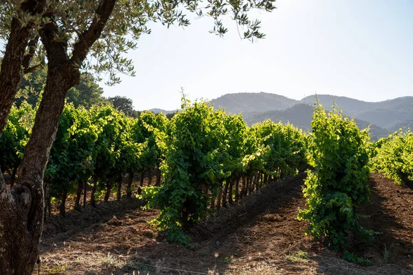 Vinařství Departementu Var Regionu Provence Alpes Cote Azur Jihovýchodní Francie — Stock fotografie