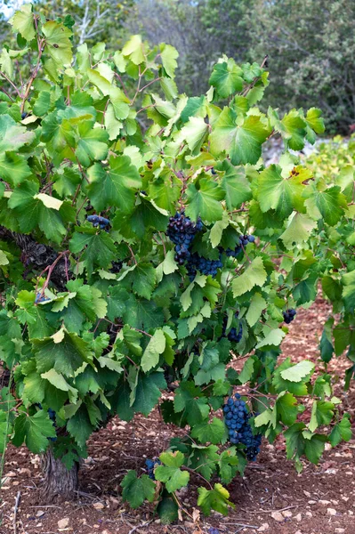 Industria Vitivinícola Isla Chipre Racimos Uvas Negras Maduras Colgando Viñedos —  Fotos de Stock