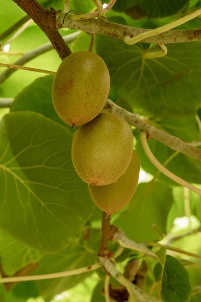 New Harvest Ripe Green Kiwi Fruits Orchard Kiwi Plantations Sunny — Stock Photo, Image
