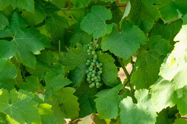 Vintillverkning Departementet Var Provence Alpes Cote Azur Sydöstra Frankrike Vingårdar — Stockfoto