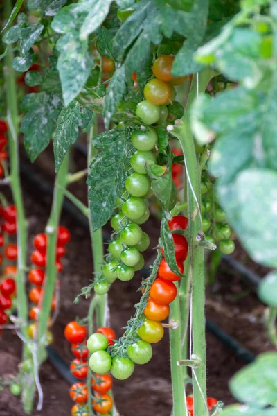 Piros Saláta Vagy Szószos Paradicsom Termesztése Üvegházban Lazióban Mezőgazdaság Olaszországban — Stock Fotó