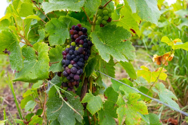 Pinot Noir Uvas Vinho Amadurecendo Grandes Vinhas Cru Famosas Casas — Fotografia de Stock